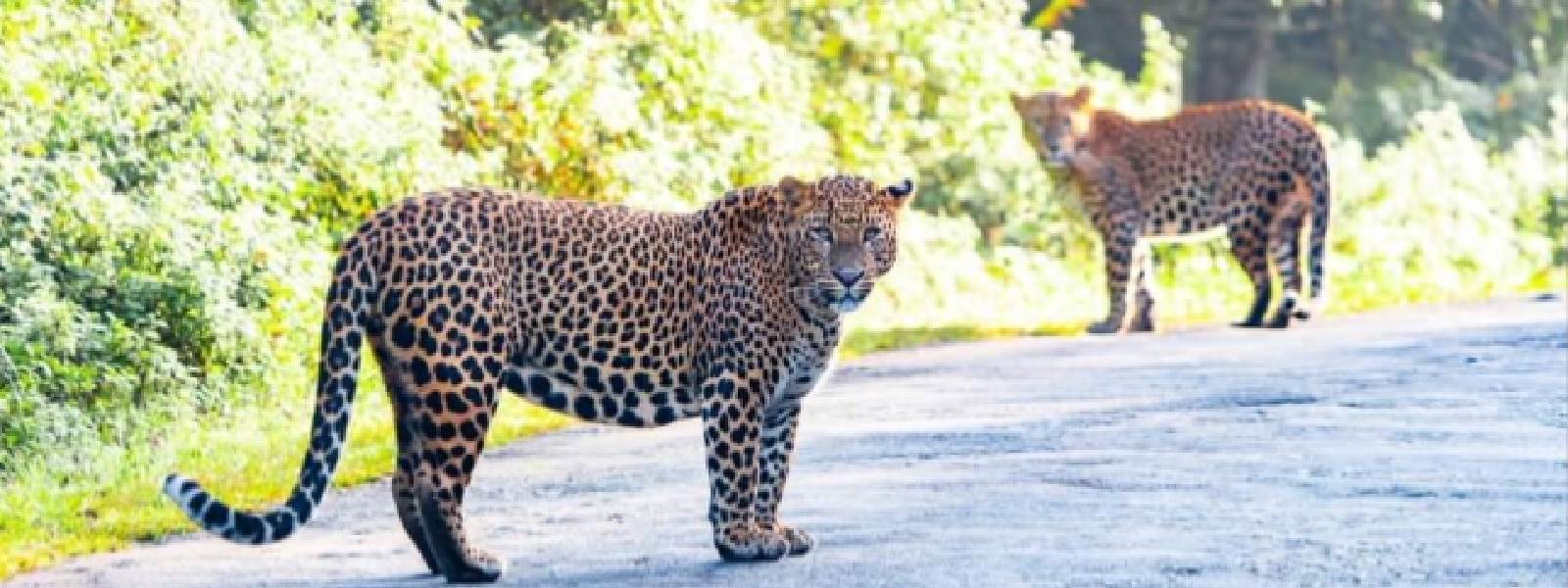 Photographed Horton Plains leopards not a threat, Visitor not allowed to enter said area